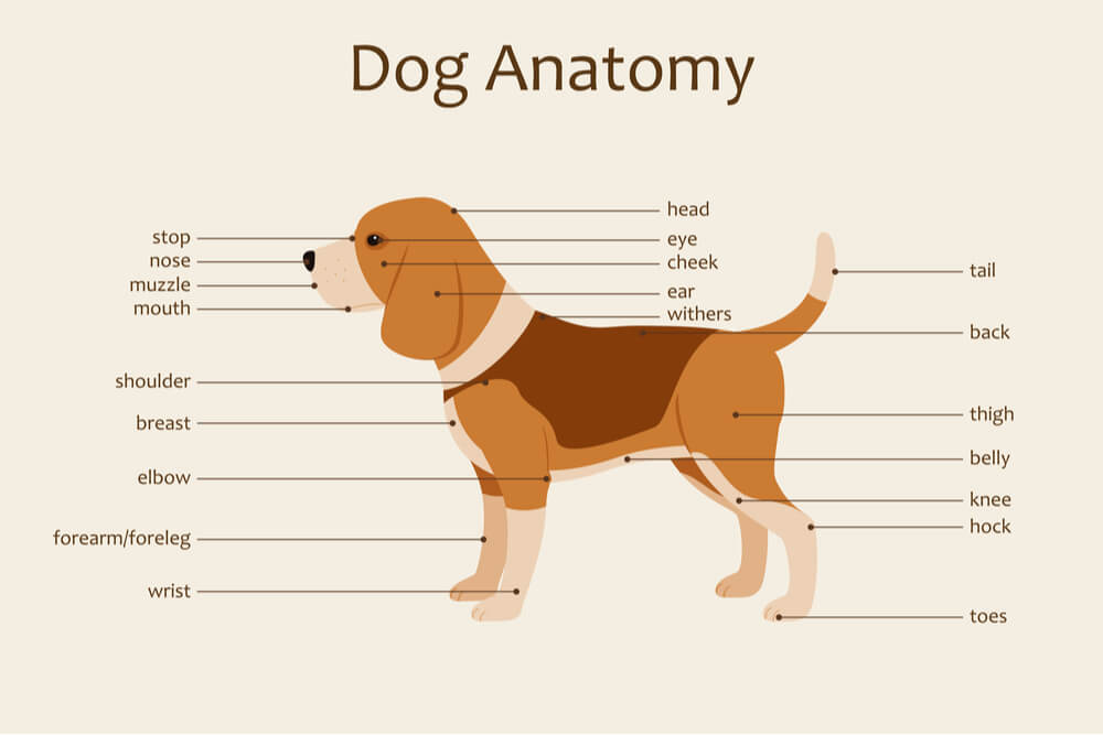 Upis Anatomia Canina Conhe A A Anatomia Interna E Externa